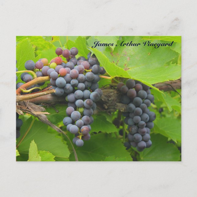 JAV St. Croix purple grapes 2013 2 logo Postcard (Front)
