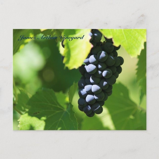 JAV St. Croix purple grapes 2014 100n Postcard (Front)
