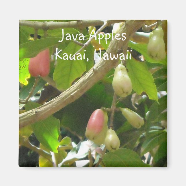 Java Apples Magnet (Front)