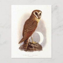 Java Owl Vintage Illustration