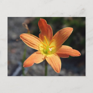 Java Postcard