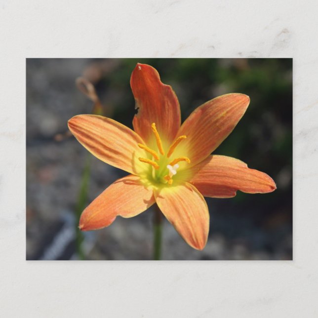 Java Postcard (Front)