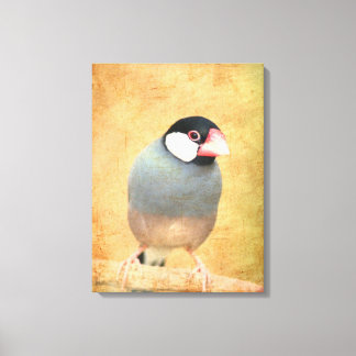 Java Sparrow Canvas Print