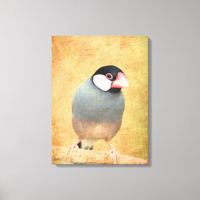 Java Sparrow Canvas Print (Front)