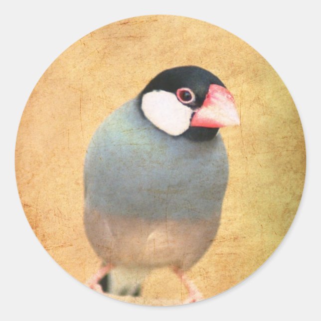 Java Sparrow Classic Round Sticker (Front)