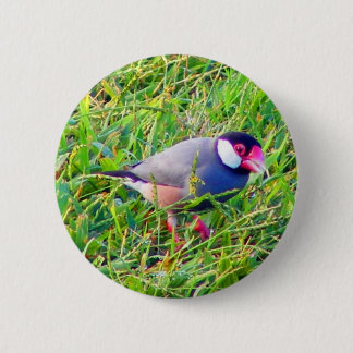 Java Sparrow in the grass in Hawaii 6 Cm Round Badge