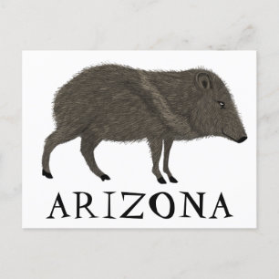 Javelina ARIZONA Desert Wild Animal Peccary Nature Postcard