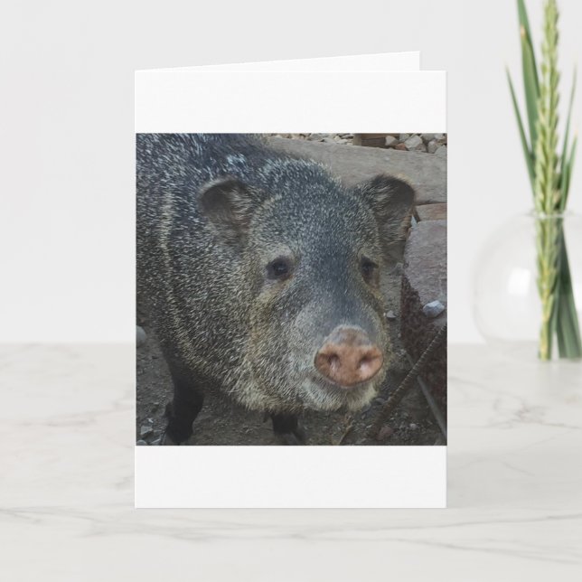 Javelina or Peccary Holiday Card (Front)