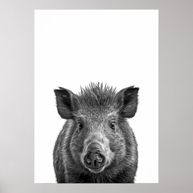 Javelina Peccary pig Desert Portrait black white   Poster (Front)