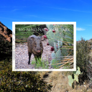 Javelina, Peccary, Prickly Pear, Big Bend Postcard