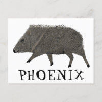 Javelina PHOENIX Desert Wild Animal Peccary Nature