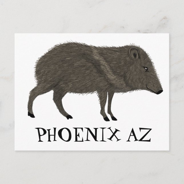 Javelina PHOENIX Desert Wild Animal Peccary Nature Postcard (Front)