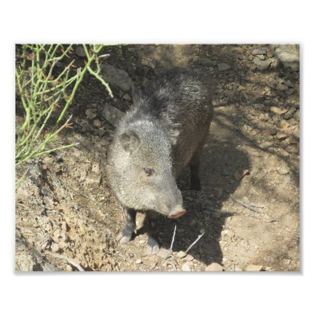 Javelina Photo Print (Front)