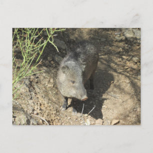 Javelina Postcard