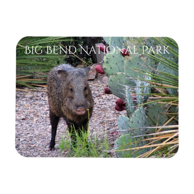 Javelina, Prickly Pear, Big Bend National Park Magnet (Horizontal)