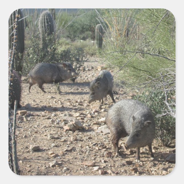 Javelina Stickers (Front)