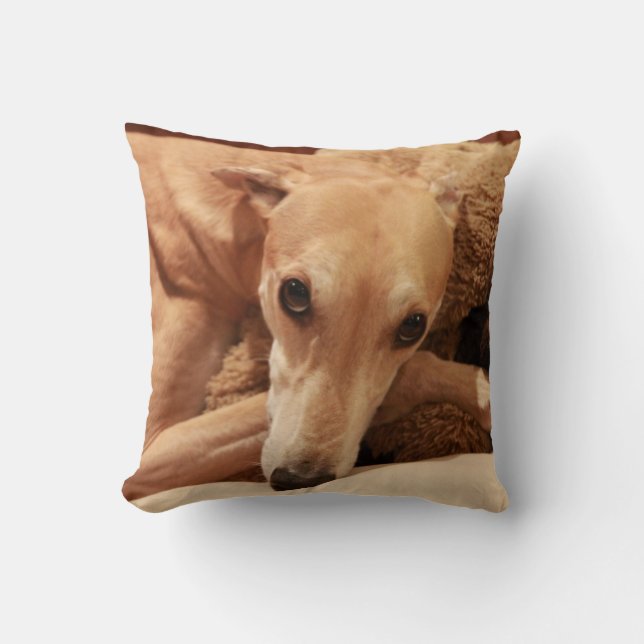 Jax on his pillow. cushion (Front)