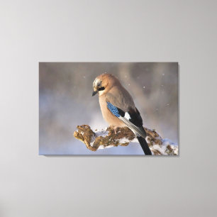 Jay Bird Canvas Print