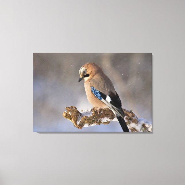 Jay Bird  Canvas Print (Front)