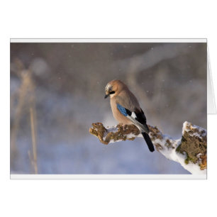Jay Bird in Winter