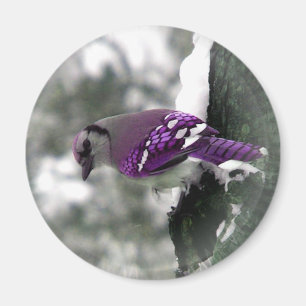Jay Bird Magnet