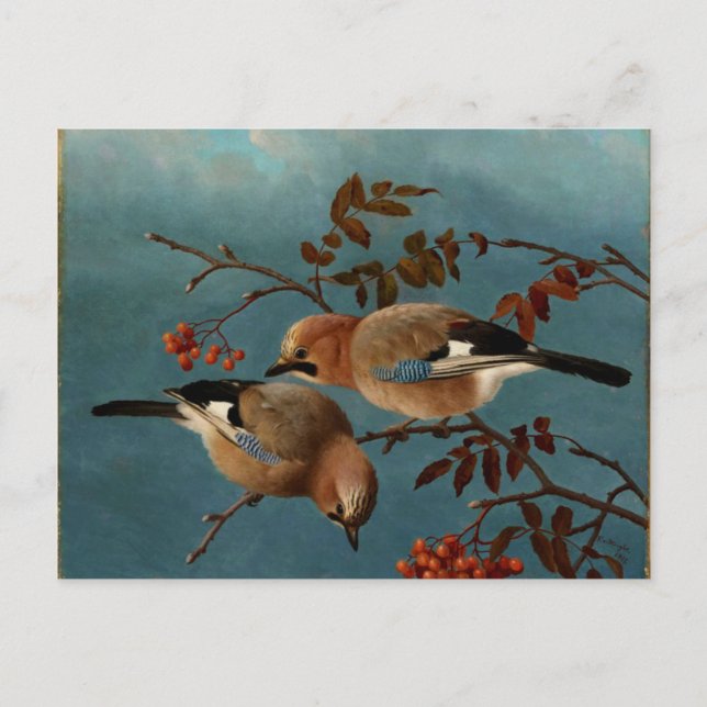 Jays - Two Birds in a Tree Postcard (Front)