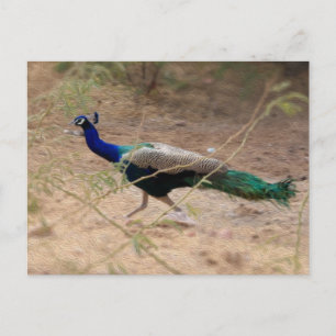 Jaywalking Peacock Postcard