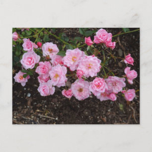 Jeanne LaJoie Rose #1 Postcard