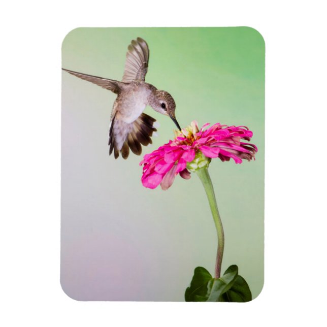 Jeff Davis County, Texas Magnet (Vertical)