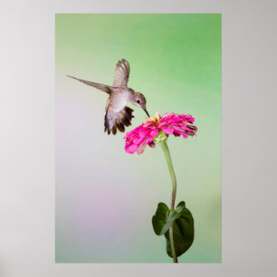 Jeff Davis County, Texas Poster