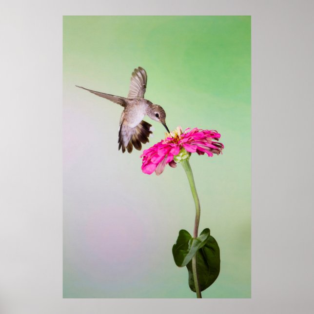 Jeff Davis County, Texas Poster (Front)