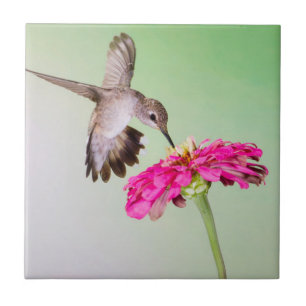 Jeff Davis County, Texas Tile