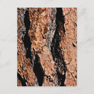 Jeffrey Pine Bark Detail Postcard