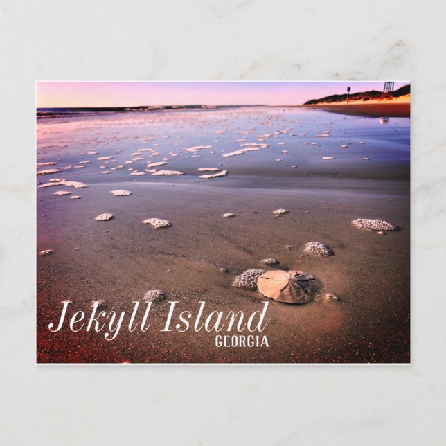 Jekyll Island Georgia Sand Dollar Beach Postcard (Front)