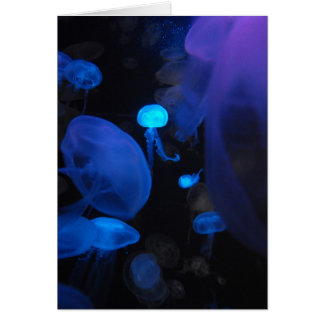 Jellies