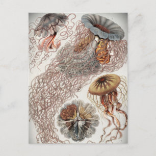 Jellies (jellyfish) in pastel colours postcard