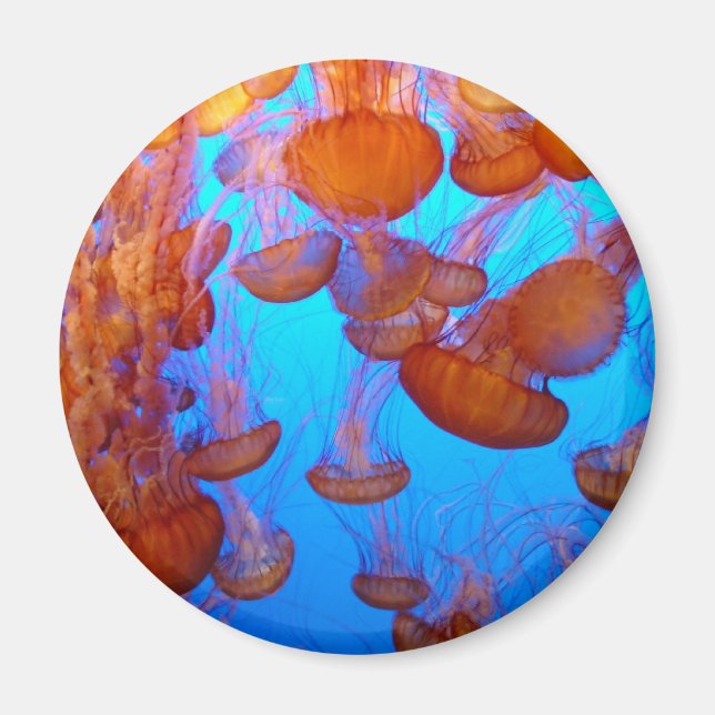 Jellies Pile-Up Magnet (Front)