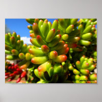 Jelly Bean Succulent Plant