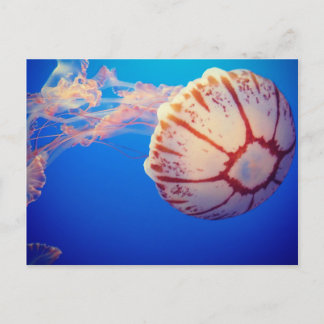 Jelly Fish Post Card