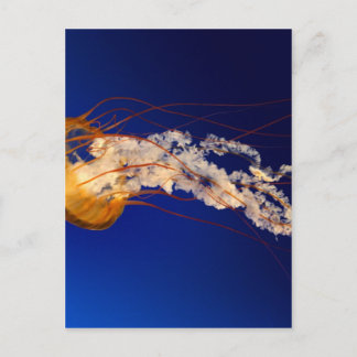 Jelly fish postcard