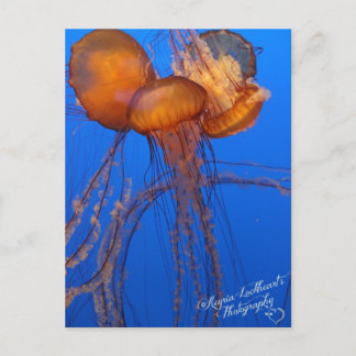 Jelly Fish Postcard