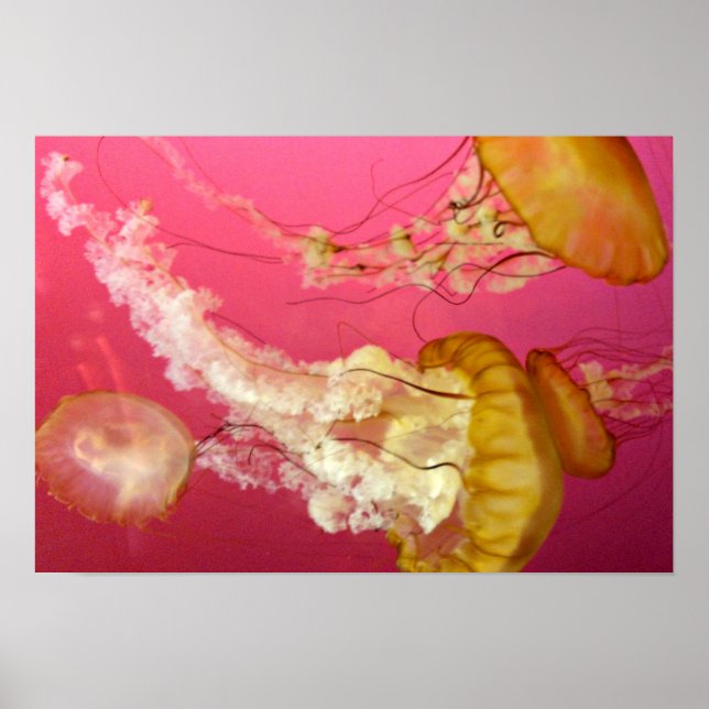 Jelly Fish Poster (Front)