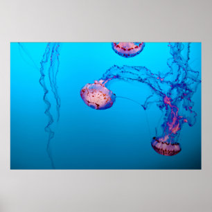 JELLY FISHES UNDERWATER POSTER