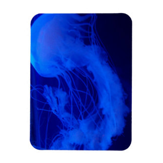 Jelly magnet