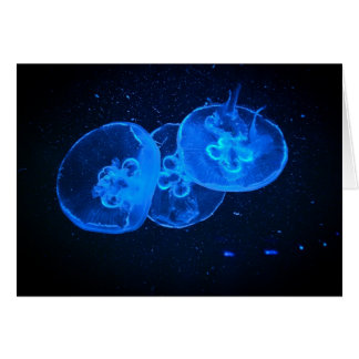 jellyfish