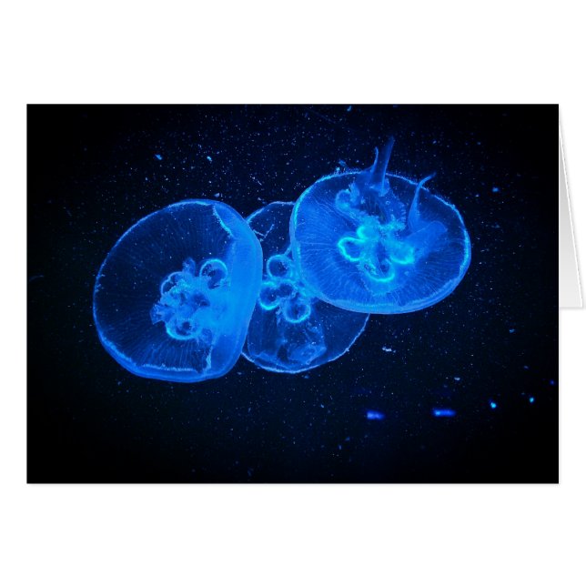 jellyfish (Front Horizontal)