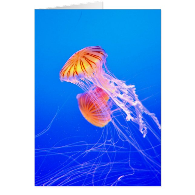 Jellyfish (Front)