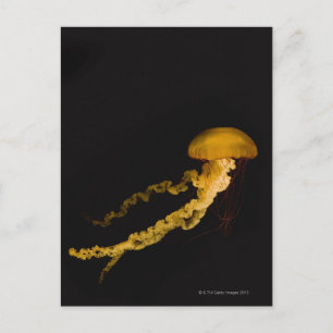 Jellyfish 2 postcard