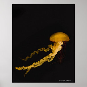 Jellyfish 2 poster