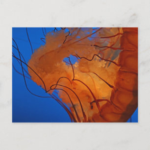 Jellyfish #3 postcard